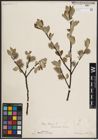 Foto von Salix caprea L.